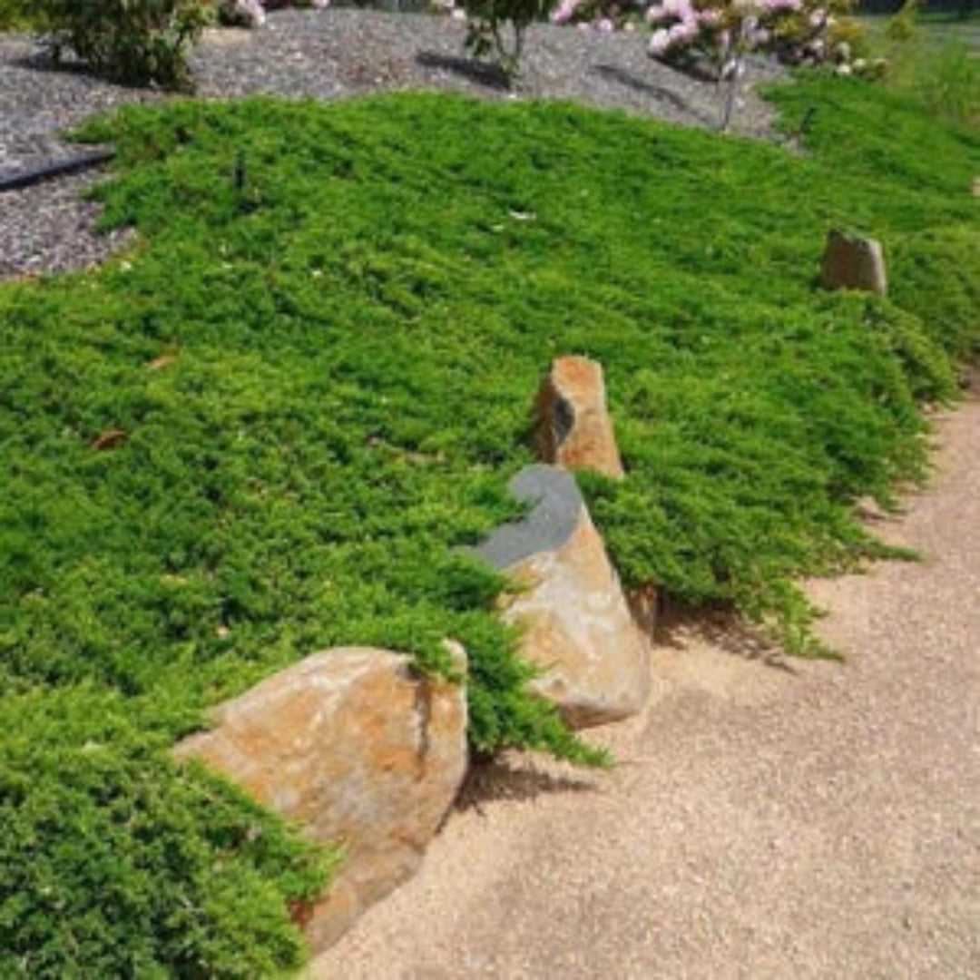 Juniperus horizontalis &
