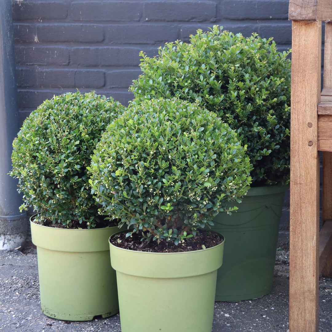 Ilex Crenata &