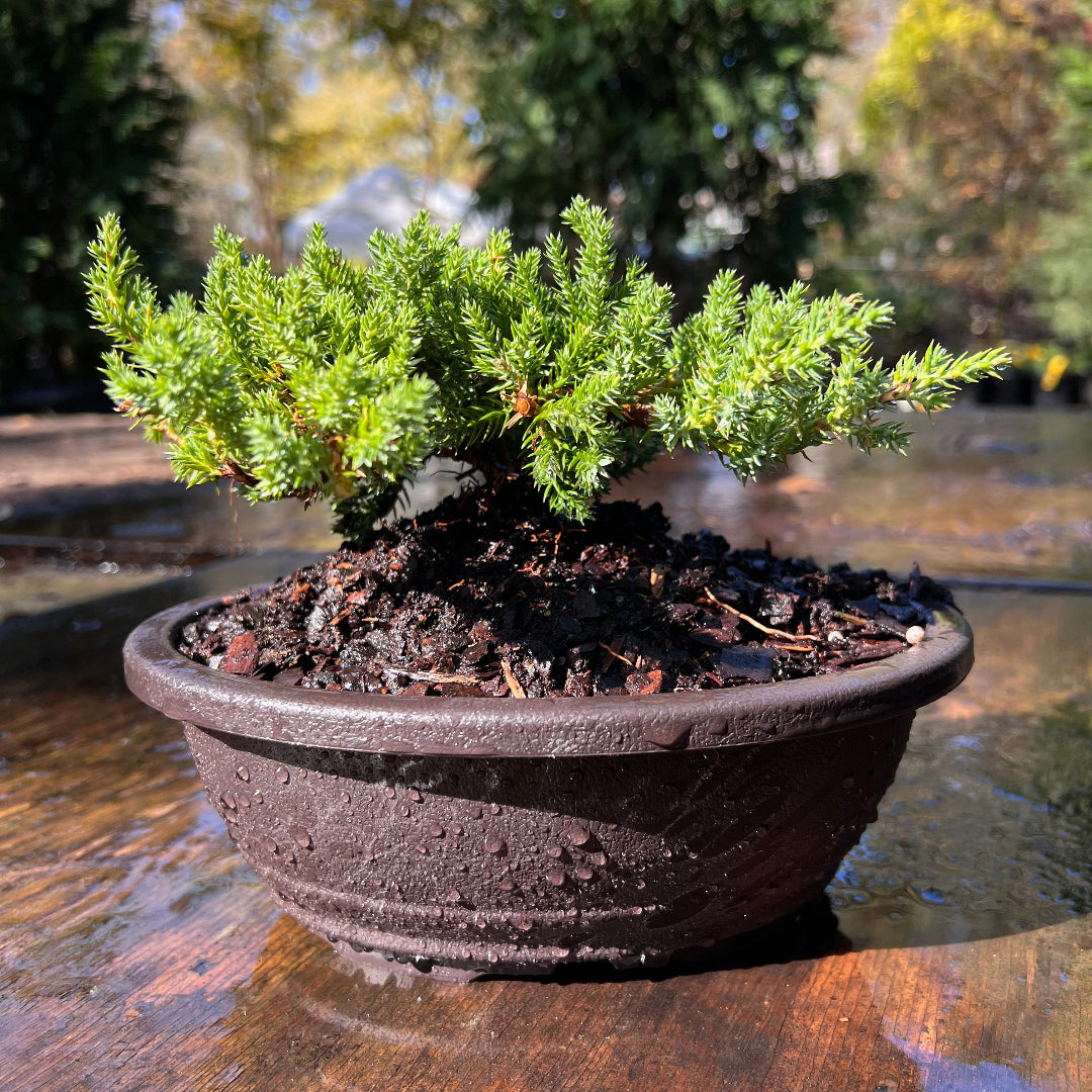 Juniper Bonsai (Live) - Very Cold Hardy, Live & Exotic