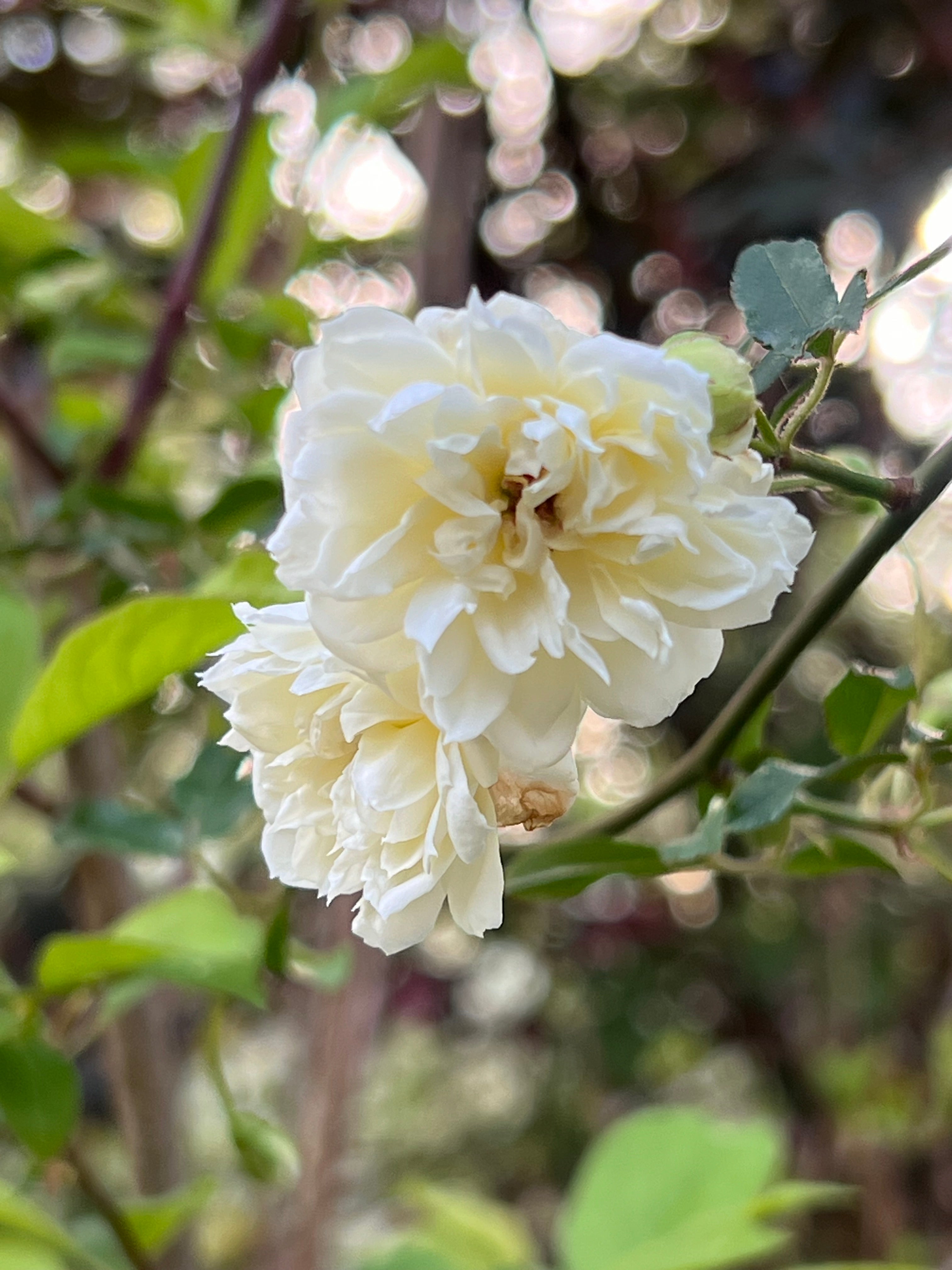 White Lady Banks Rose