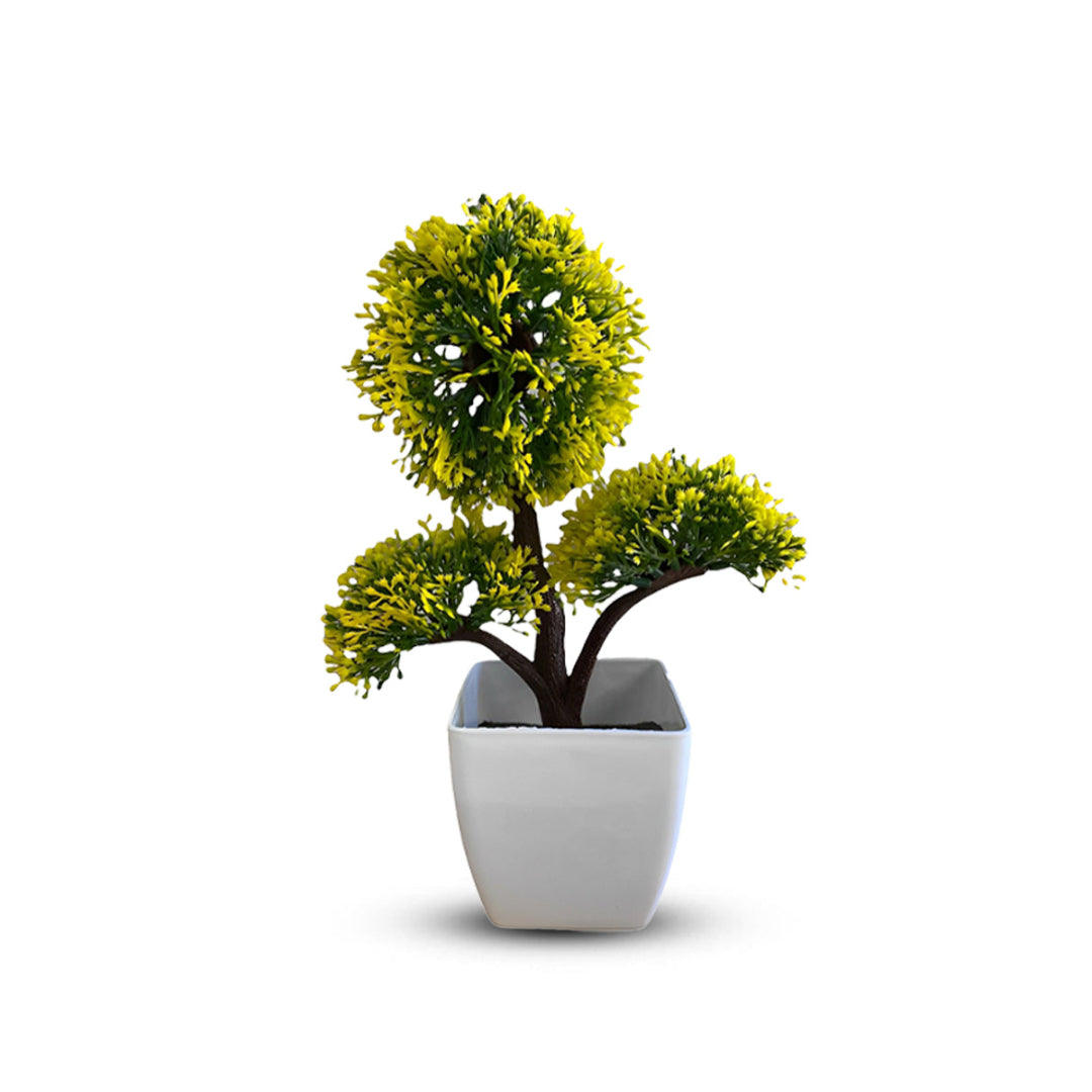 Gorgeous Bonsai in various colors ~ The Perfect Gift