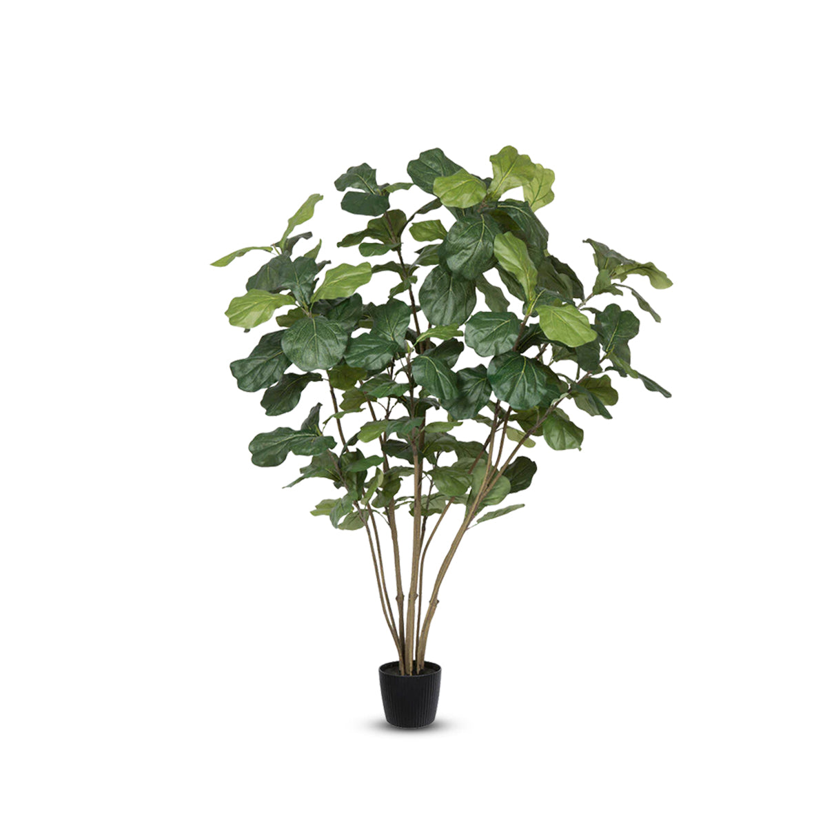 Fiddle Tree-Good Gift