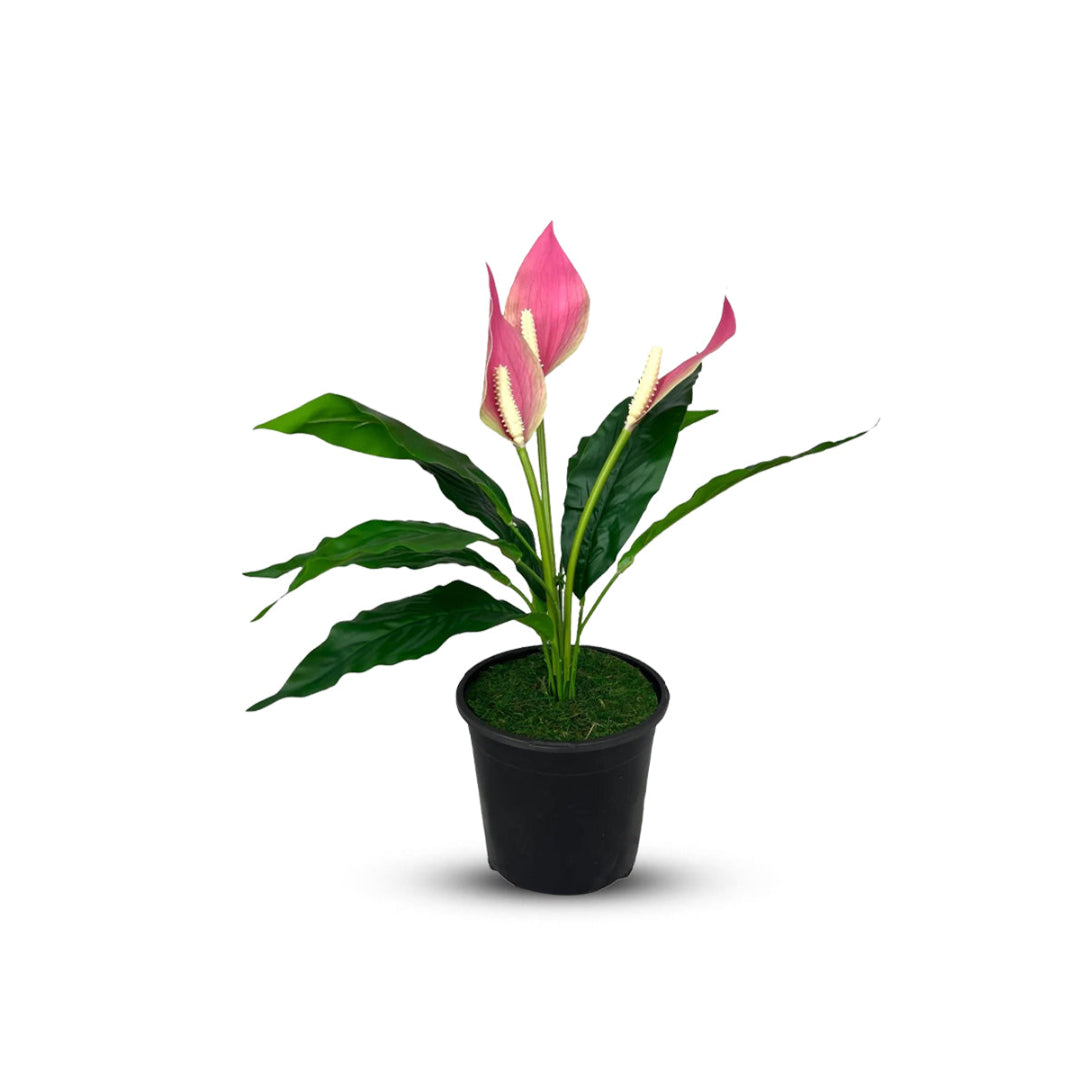 Gorgeous Potted Pink Peace Lily-Artificial