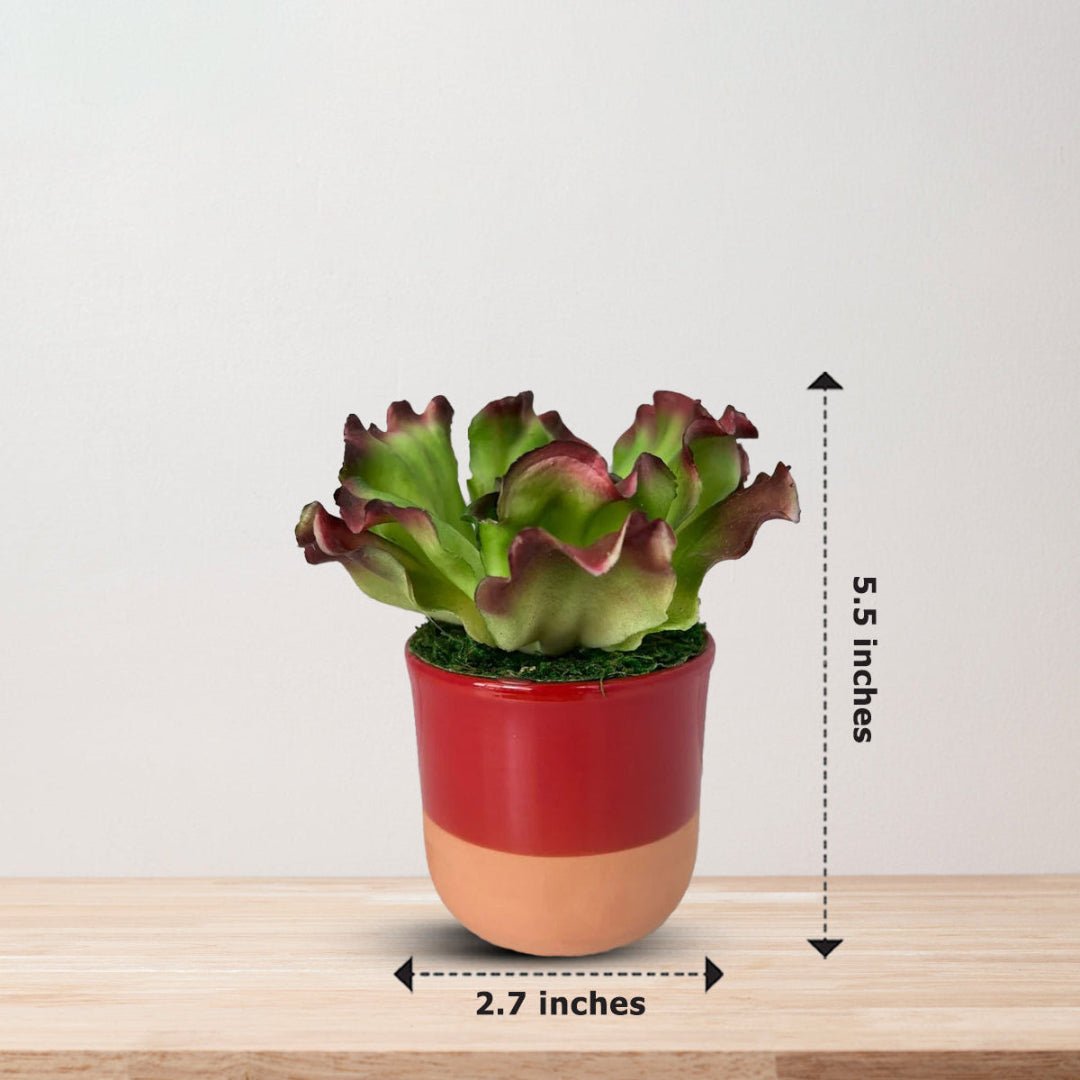 Artificial Echeveria Ruffles plant in pot showing 5.5 inch height and 2.7 inch width