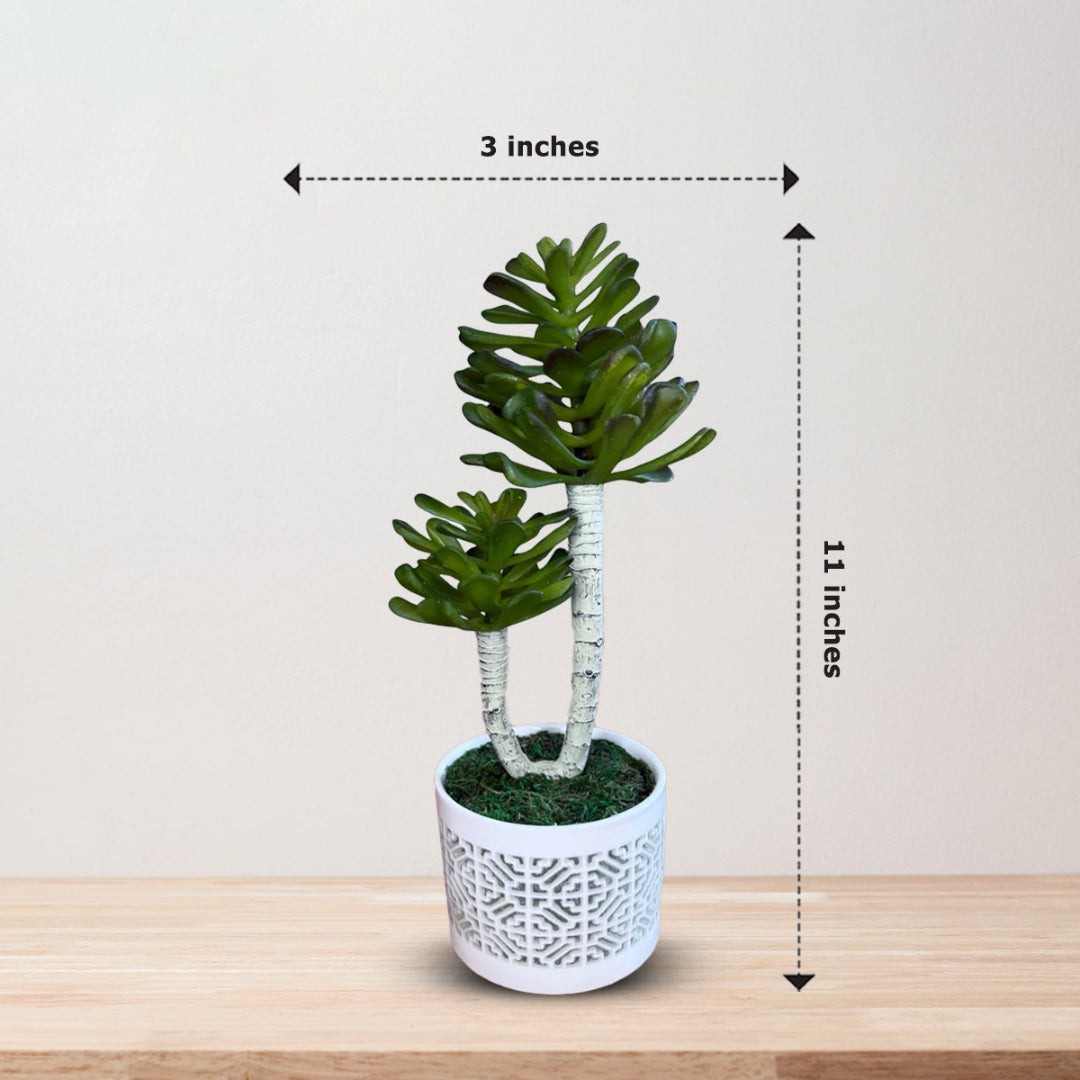 Stunning Plant in Ceramic pot -Good Gift