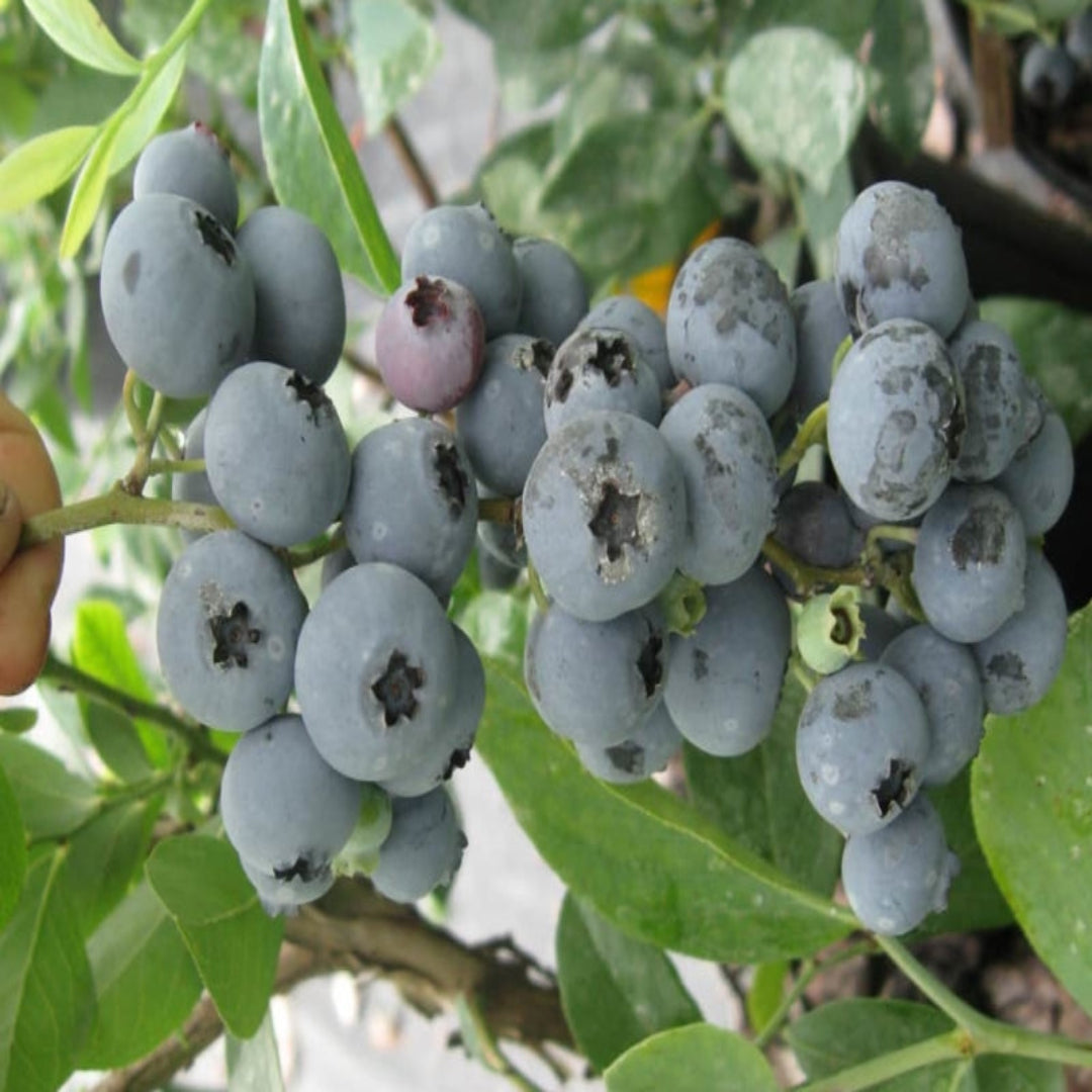 Ochlockonee Blueberry Bush