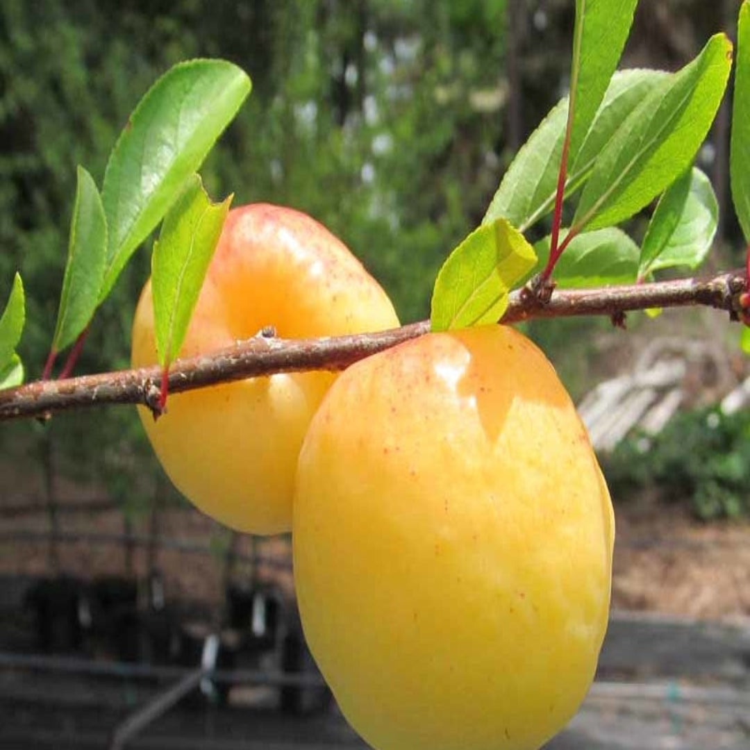 Byrongold Plum Tree