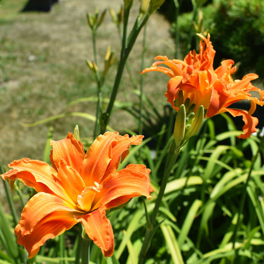 Hemerocallis Fulva Kwanso Double Orange Daylily