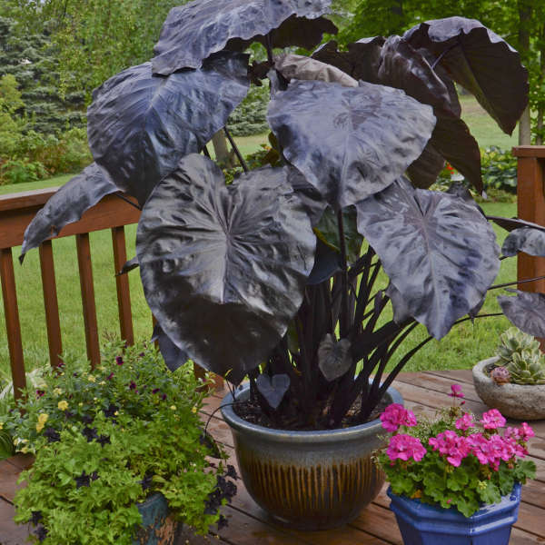 Royal Hawaiian Black Coral Elephant Ear