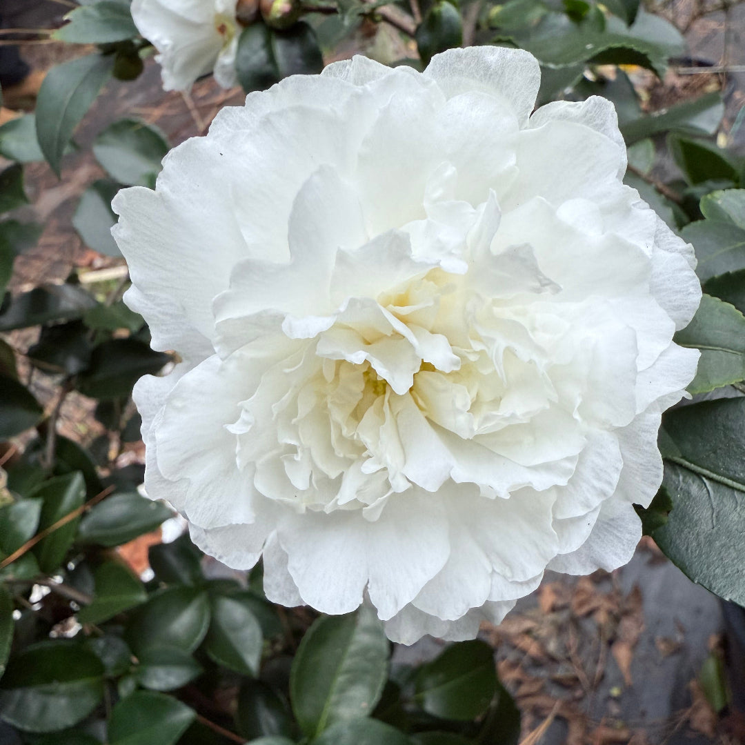 October Magic Ivory Camellia