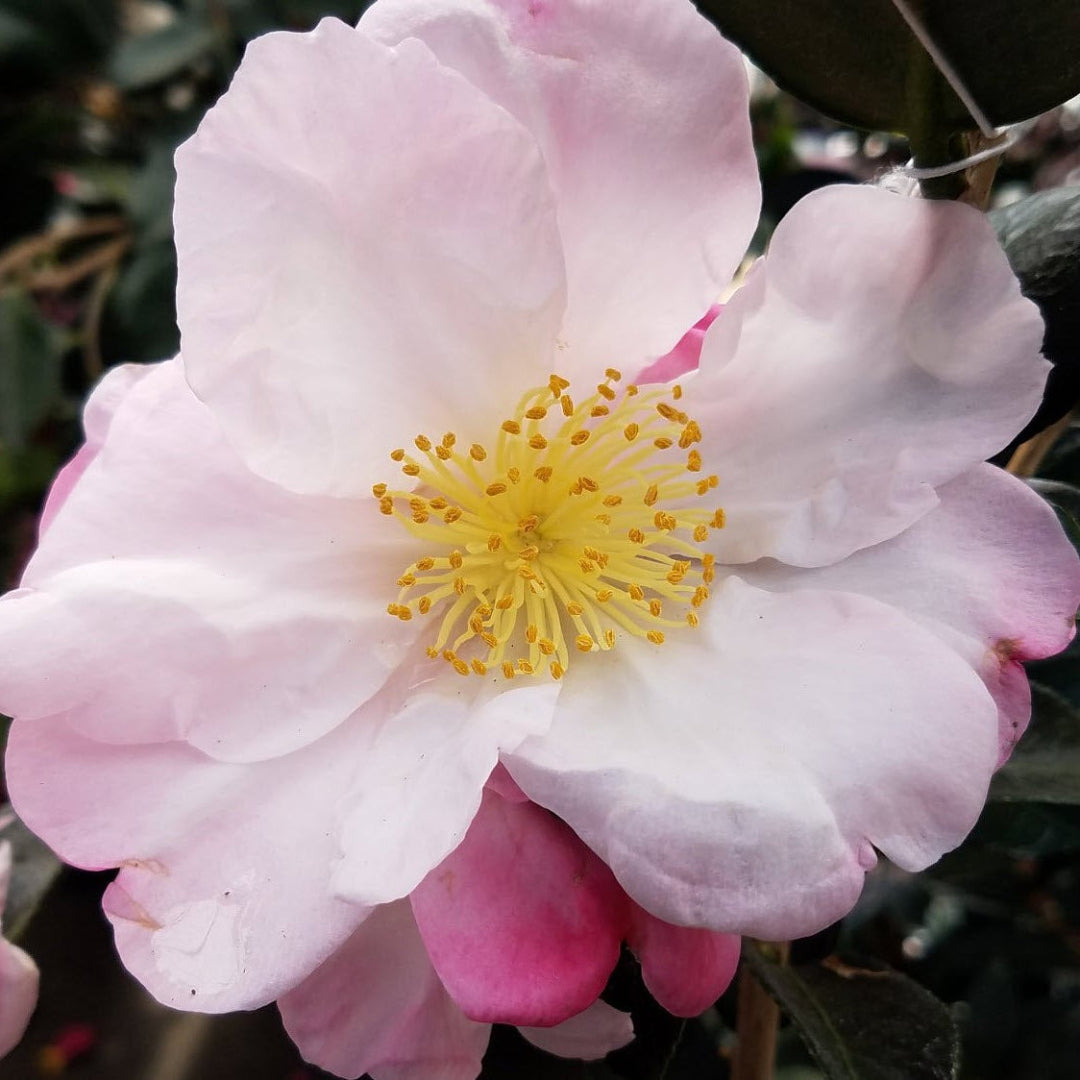 Apple Blossom Camellia