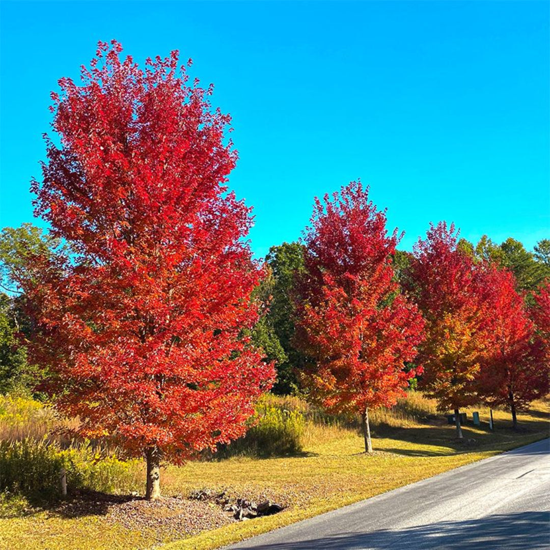 Close-up of Red Maple Tree leaves with deep red color