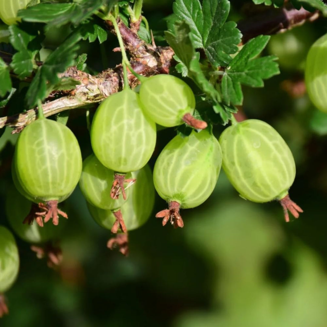 Pixwell Gooseberry Tree