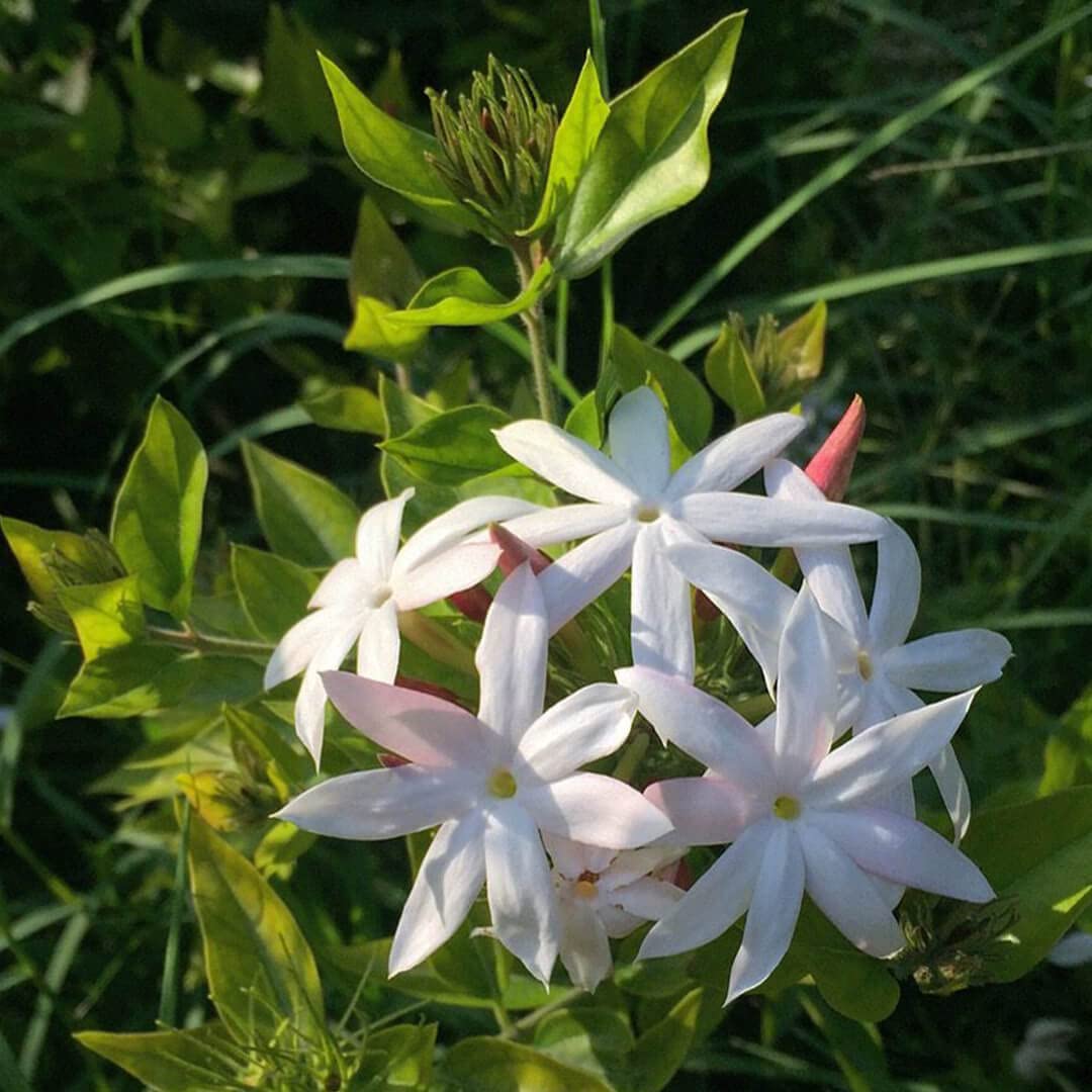 Star Jasmine