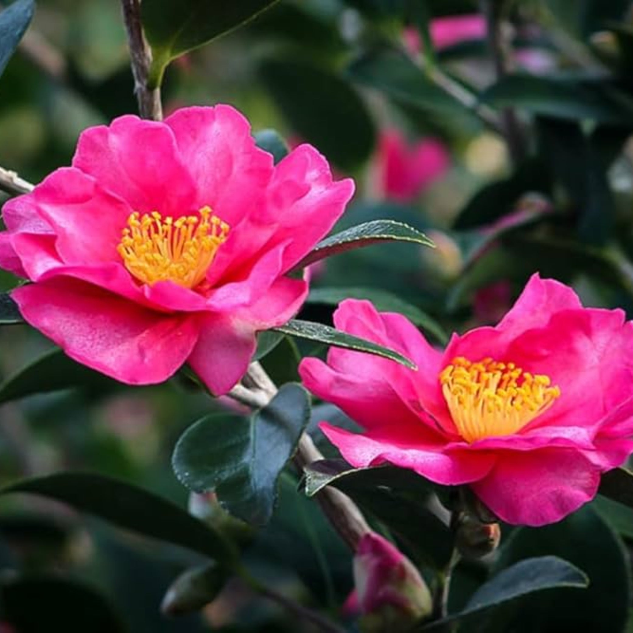 Autumn Sun Camellia Sasanqua