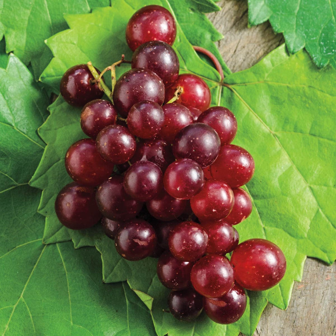 Razzmatazz Grape Vine