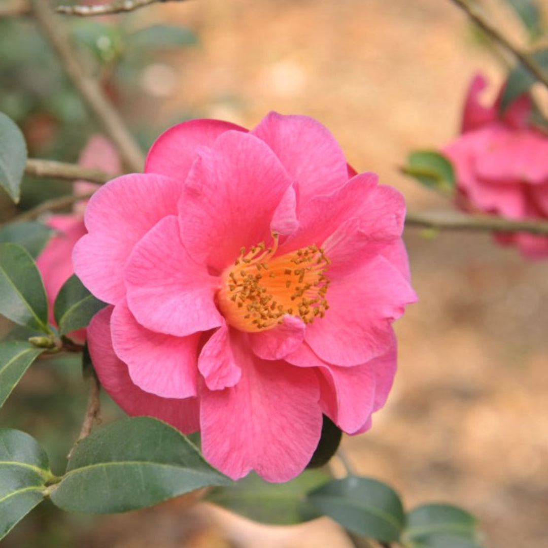 Lavender Prince II Camellia