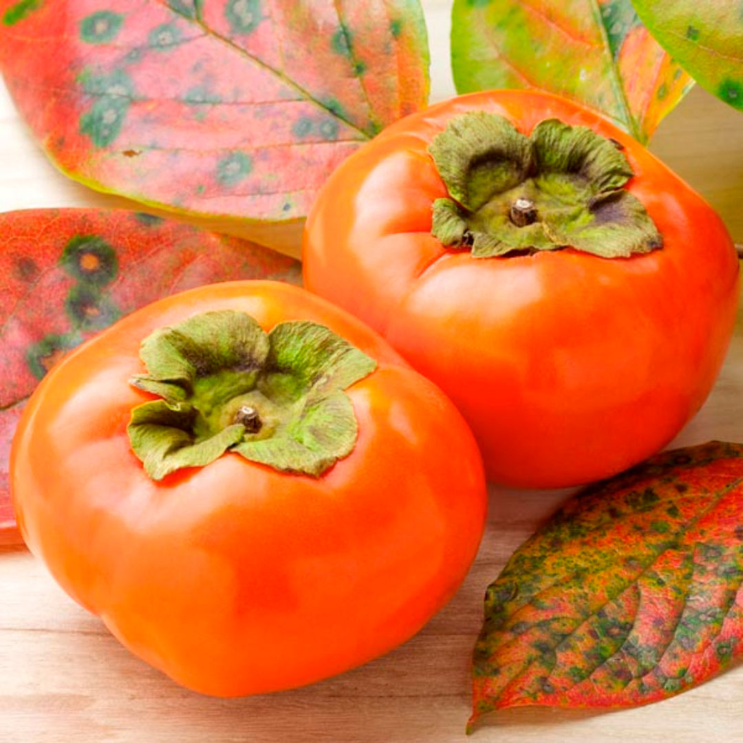 Fuyu Japanese Persimmon