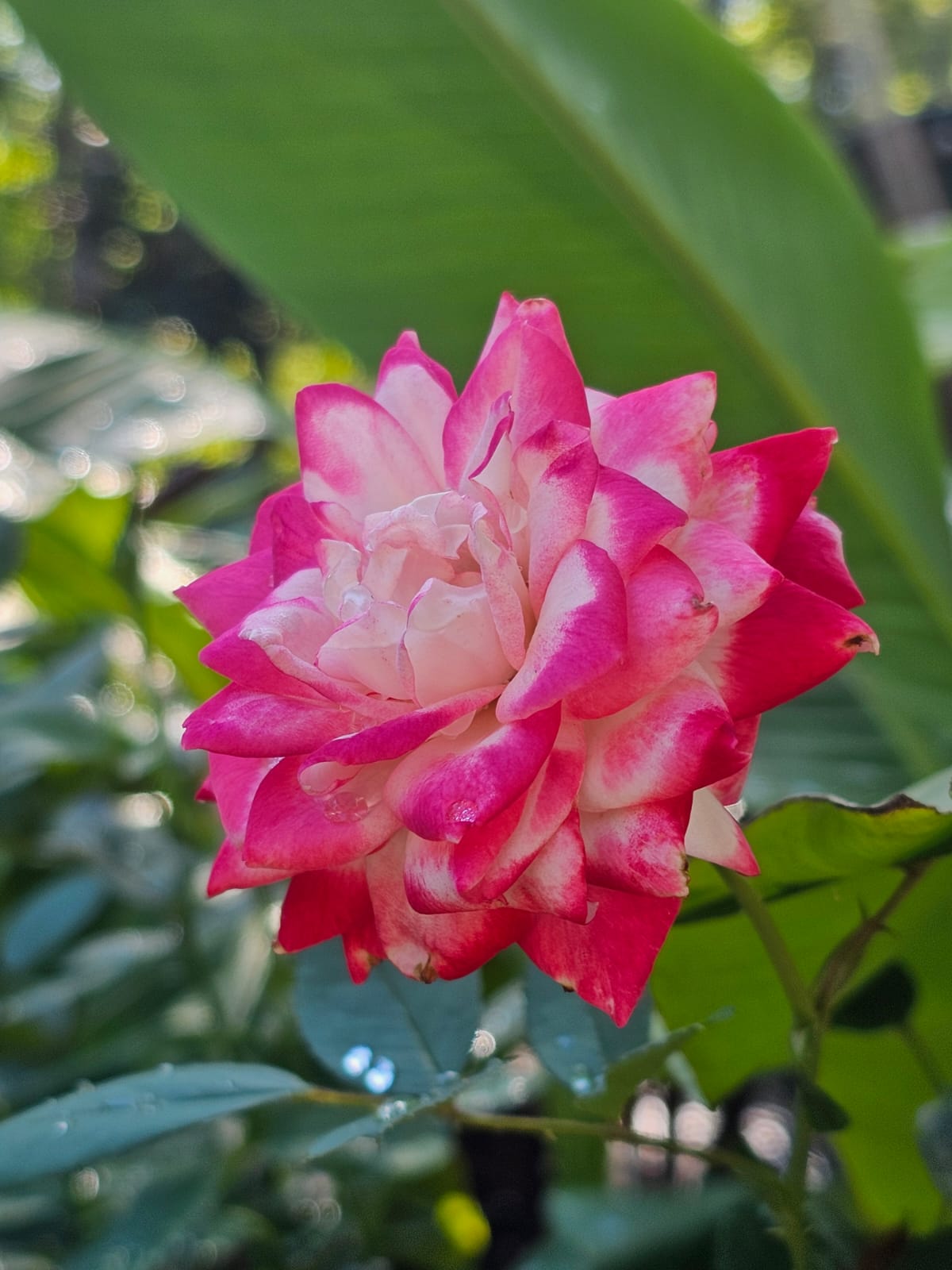 Candy Cane Cocktail Rose
