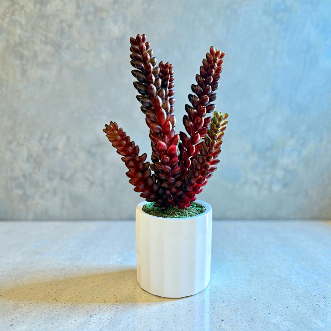 Donkey tail plant with realistic trailing stems for indoor home décor