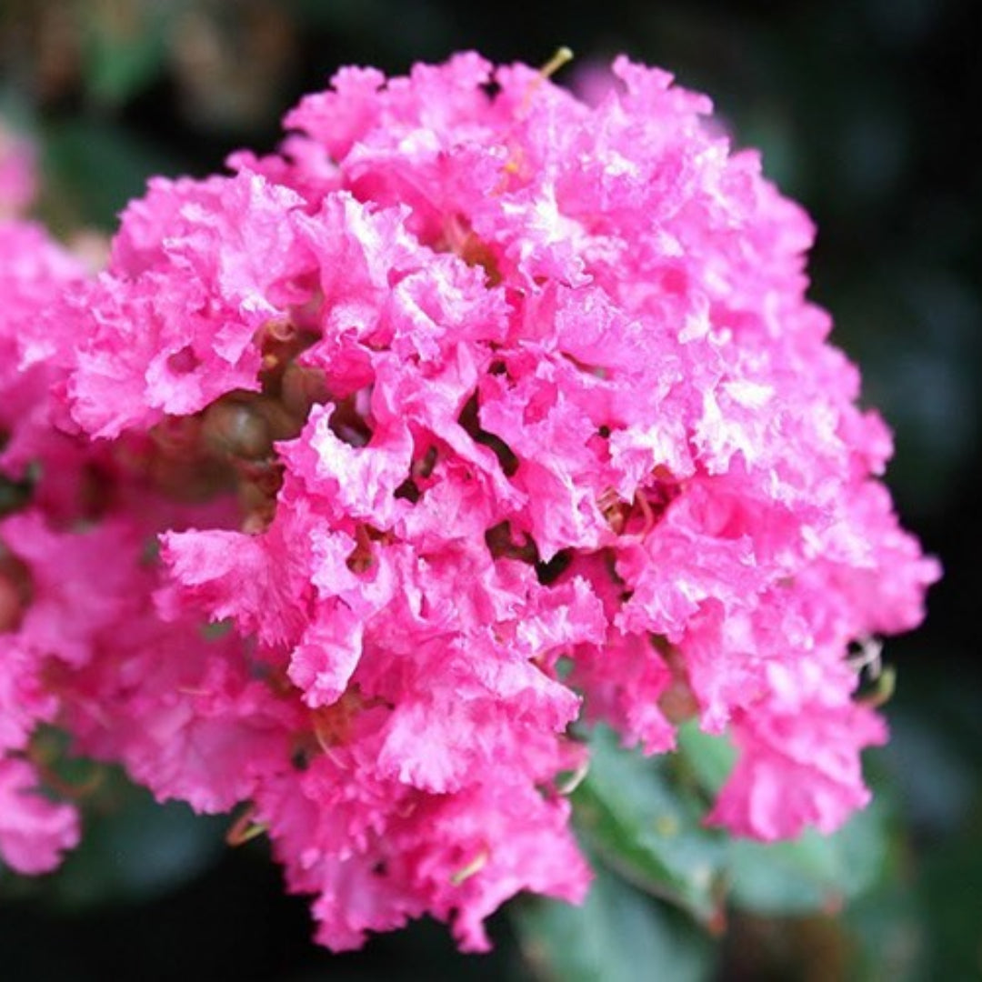 Dwarf Crape Myrtle Pocomoke variety with vibrant color