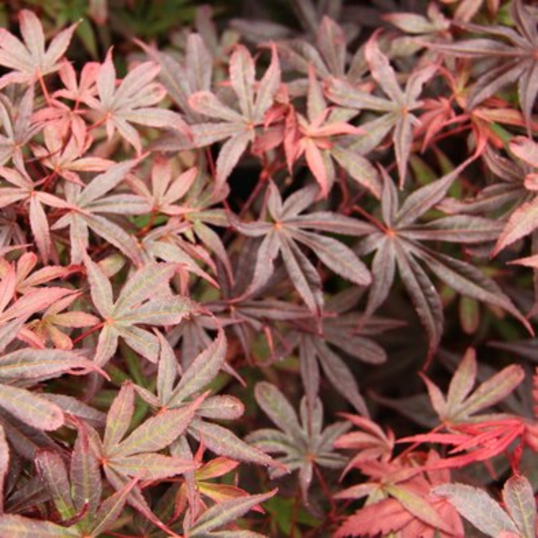 Kandy Kitchen Japanese Maple