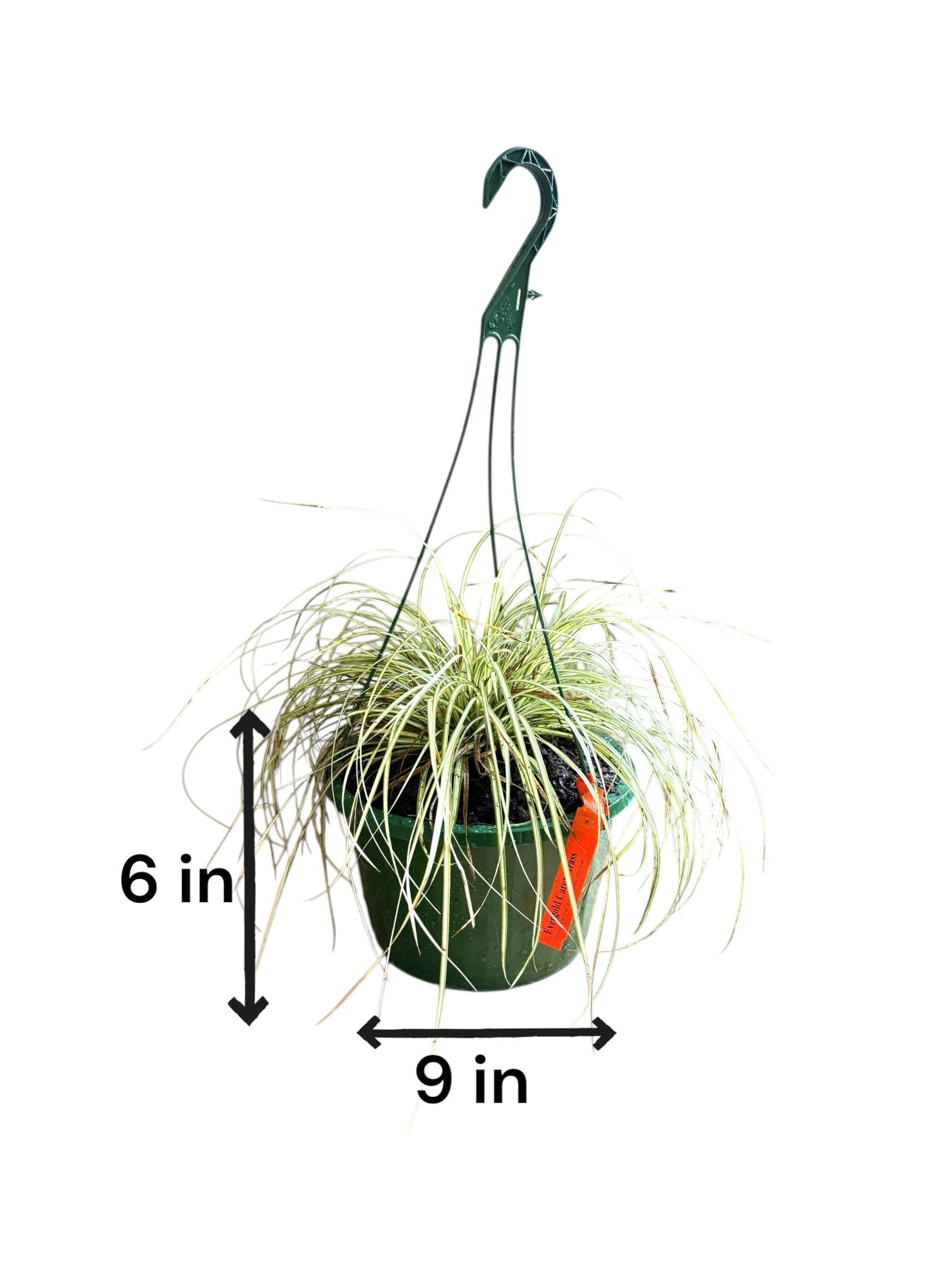 Evergold Carex Grass Hanging Basket (Live Indoor-Outdoor)