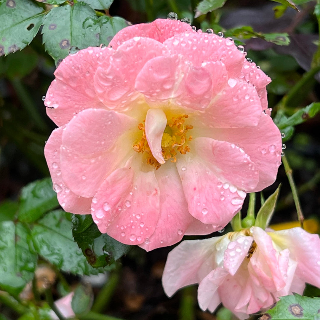 Peach Drift Rose
