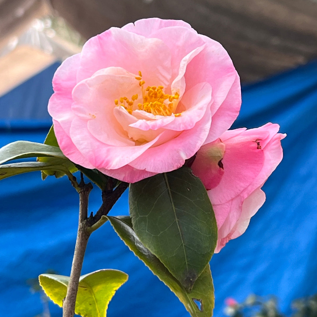 Camellia Dr Tinsley-Elegant Shell Pink Flowers Blooms