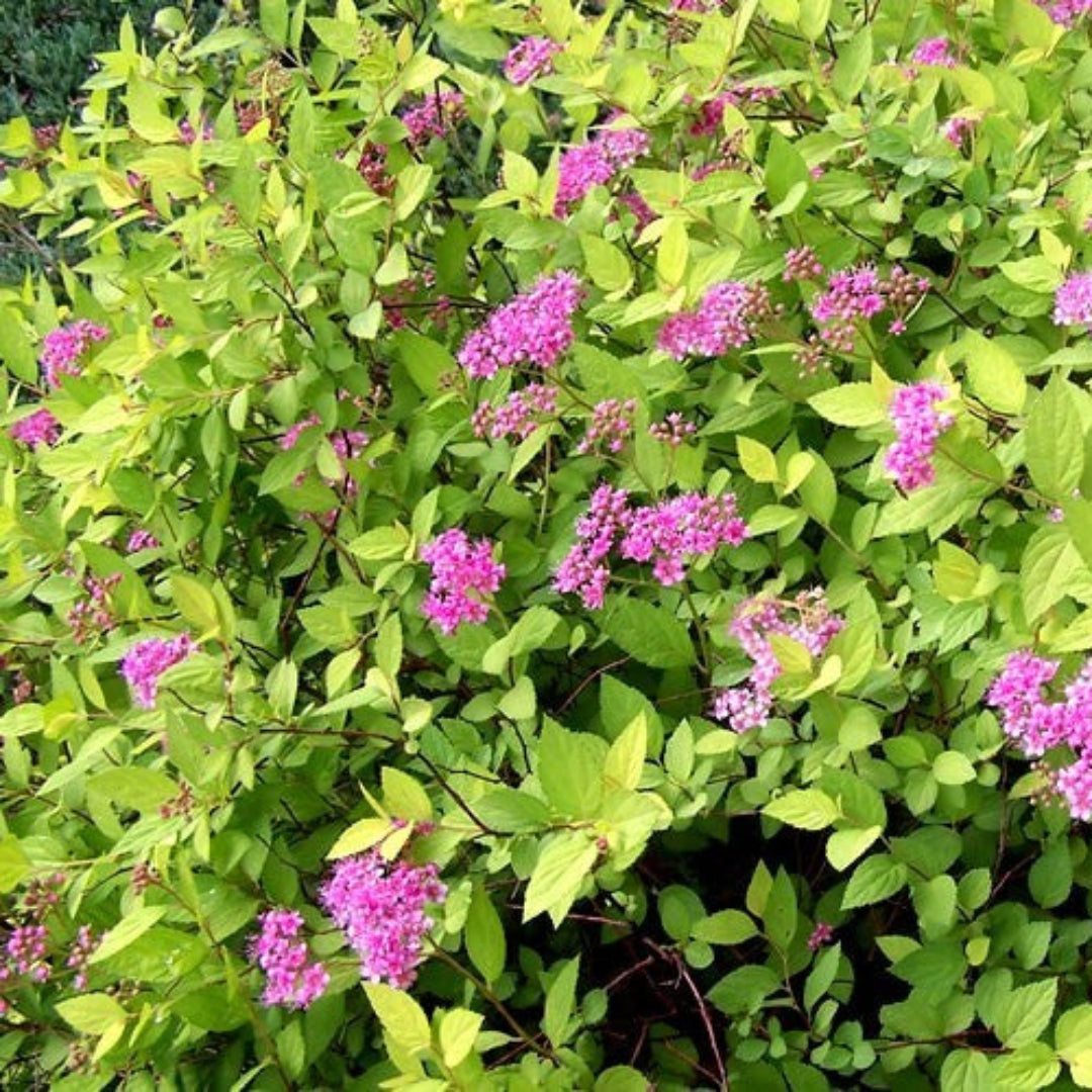 Goldmound Spirea