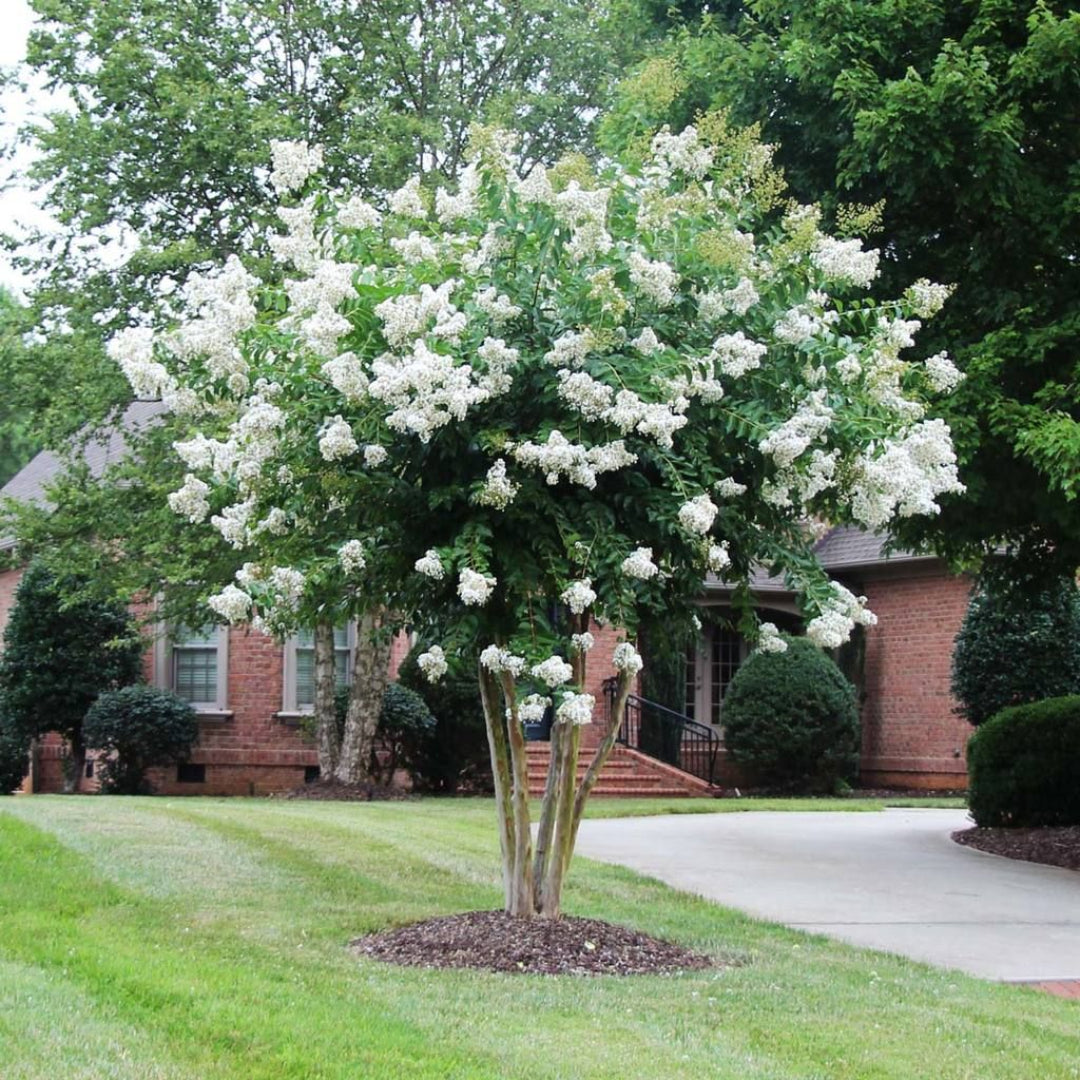 White Crape Myrtle Tree in Full Bloom