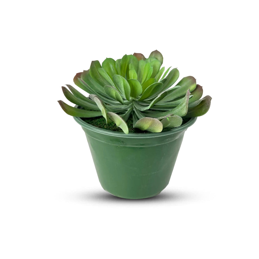 Realistic artificial houseleek plant in green pot for indoor decoration