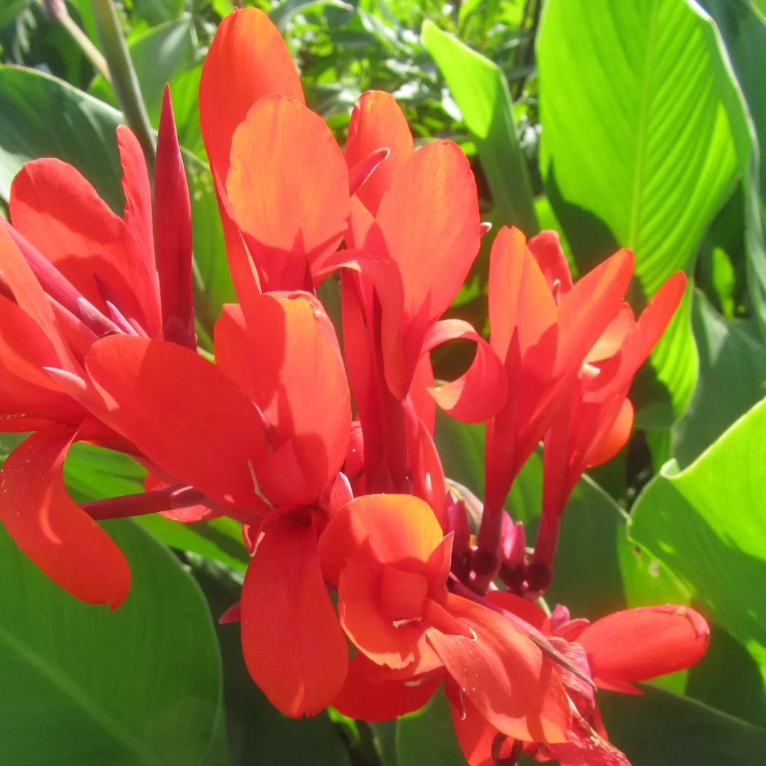 Red Canna Lilly, Blooms Late Spring To Early Frost