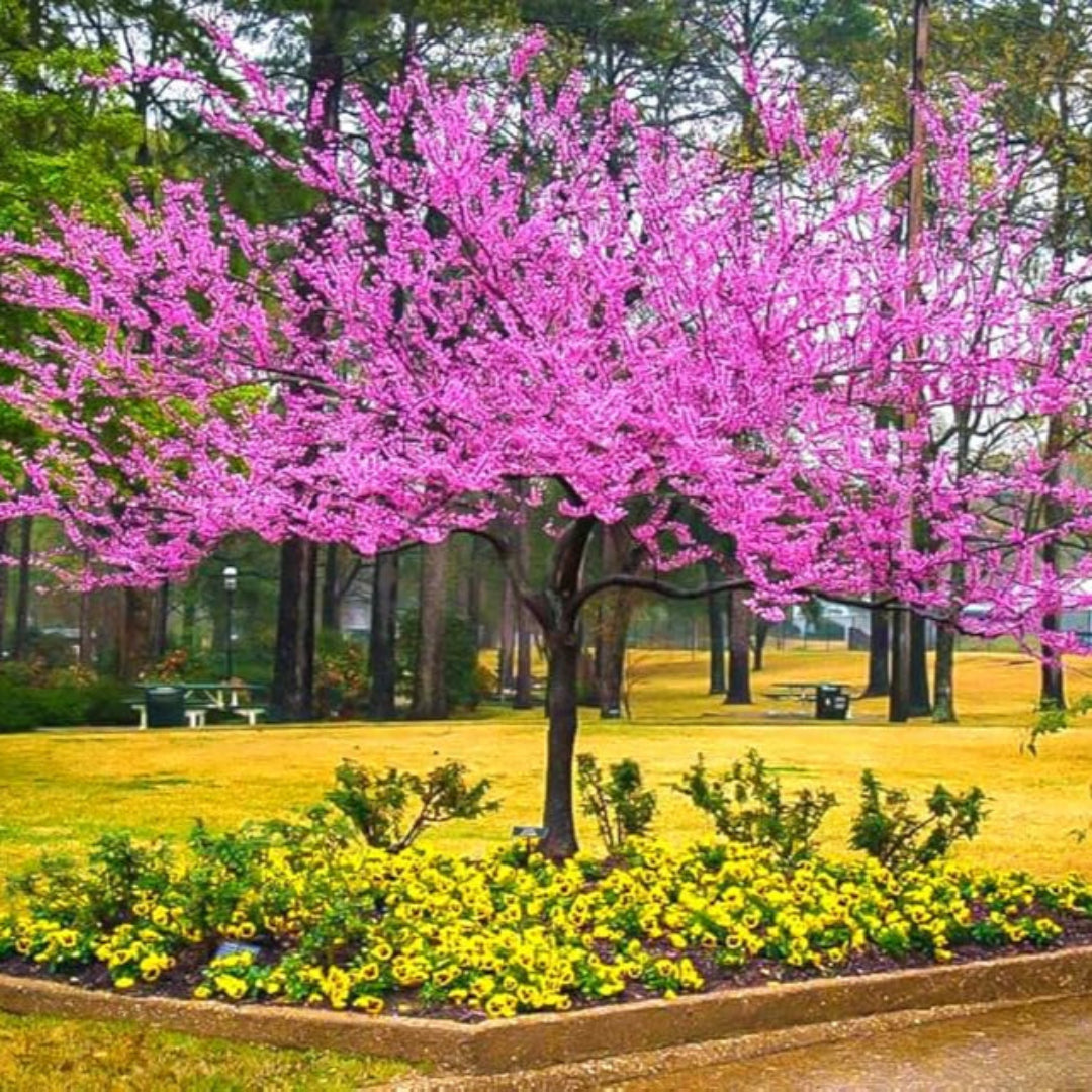 Redbud Tree