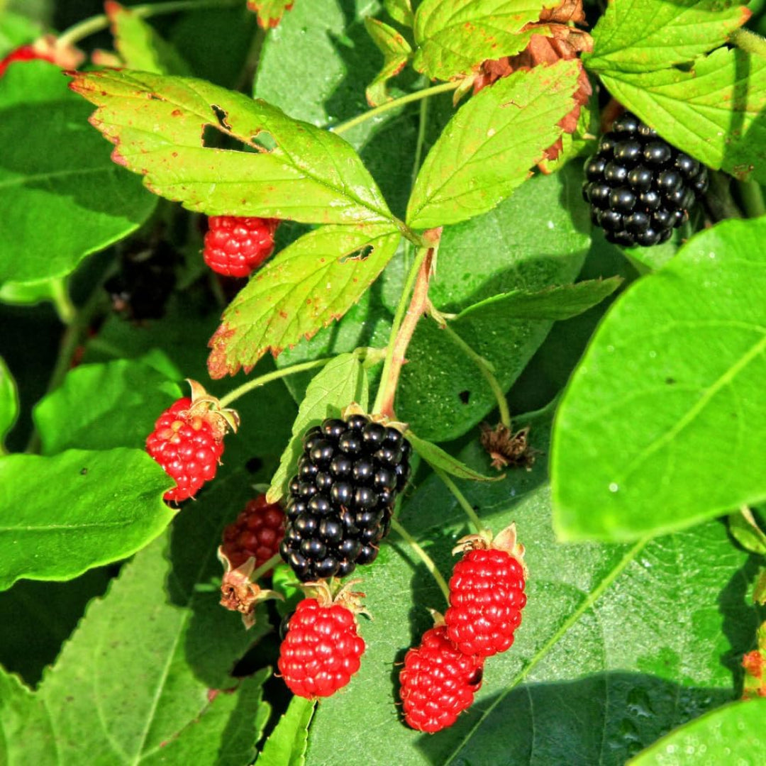 Natchez Blackberry