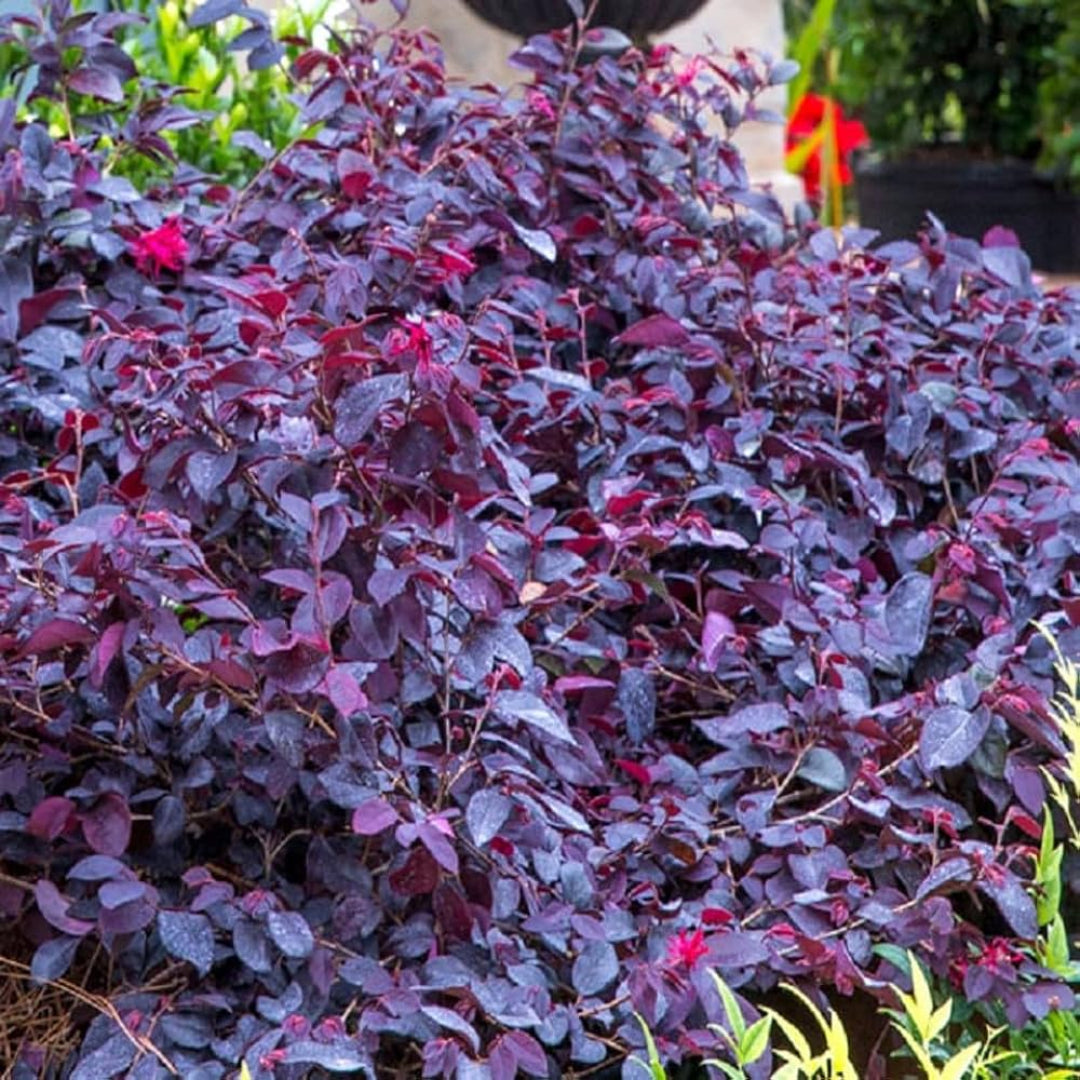 Compact Purple Diamond Loropetalum with purple leaves