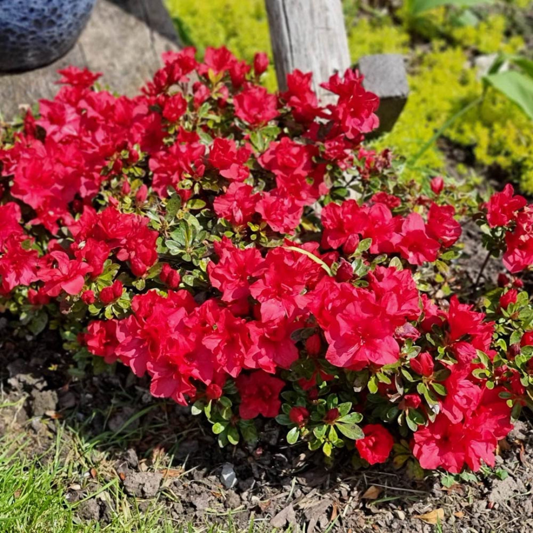 Close-up of Hershey’s Red Azalea blossoms showing deep red petals