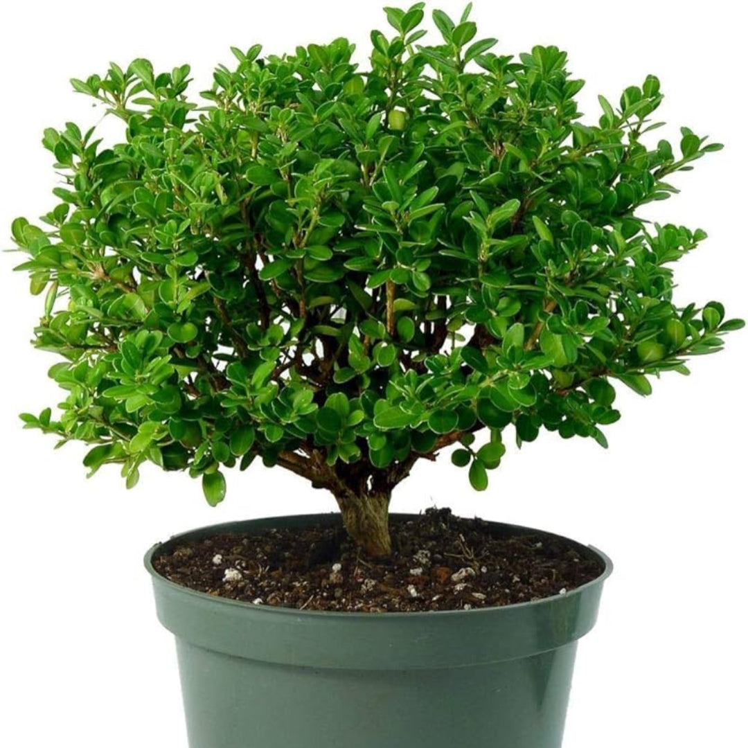 Japanese Boxwood