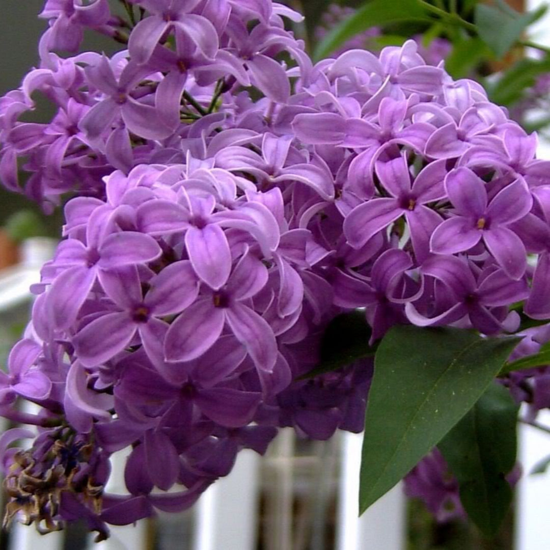 Old Fashioned Lilac