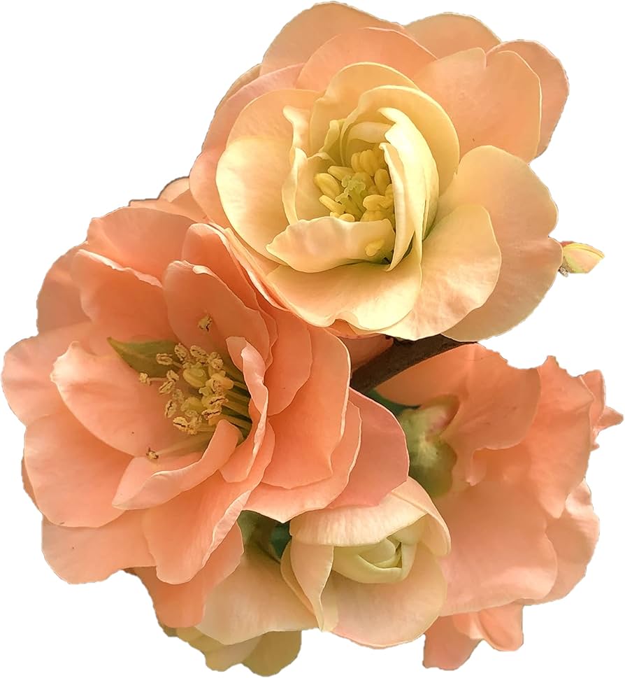 Cameo Flowering Quince Unique and Gorgeous Soft Peach Pink Flowers