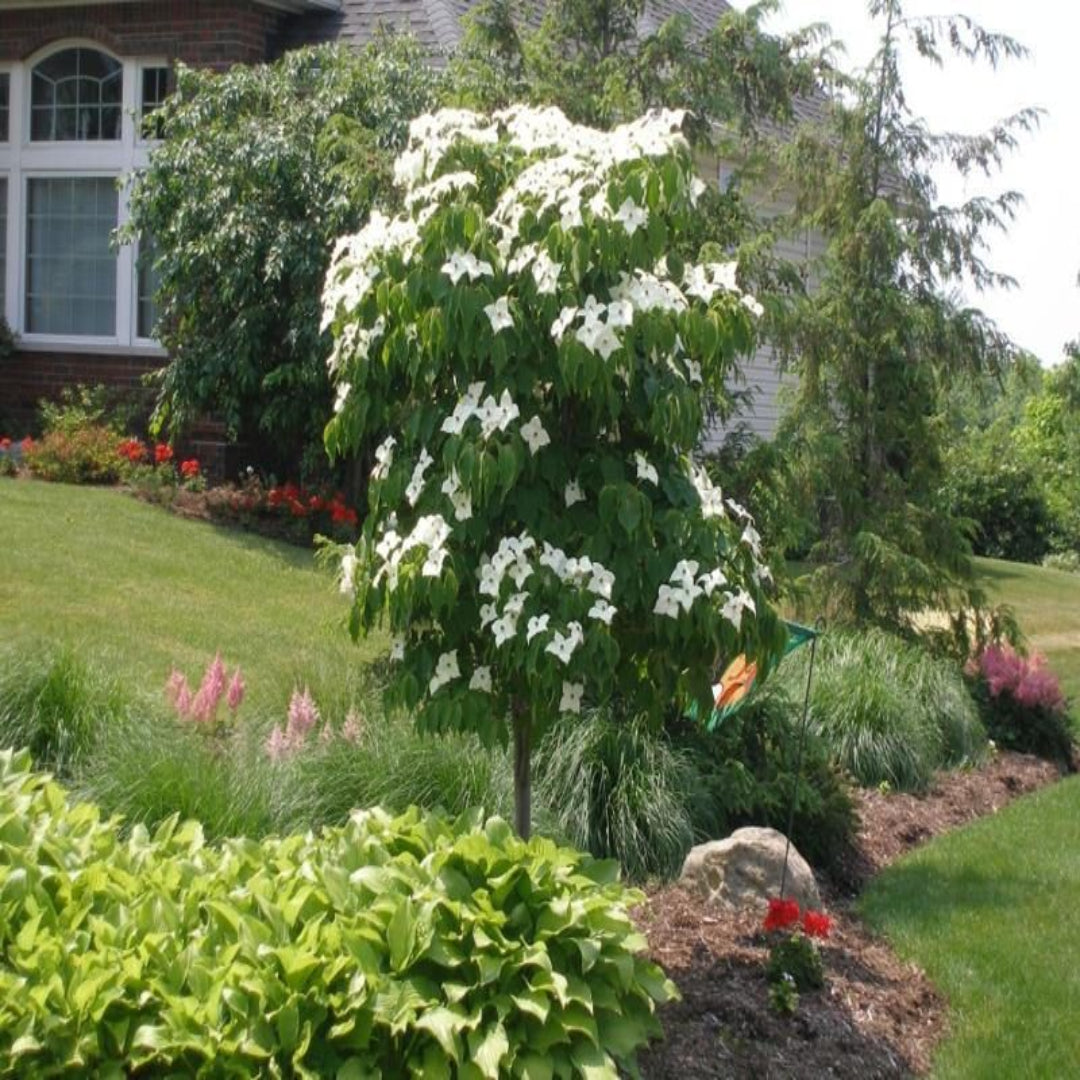 Full view of blooming Kousa Dogwood Tree
