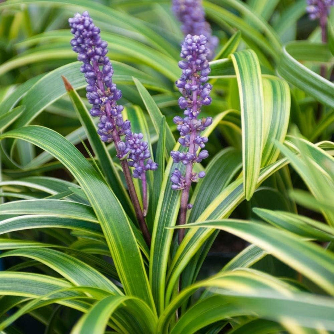 Liriope Muscari &