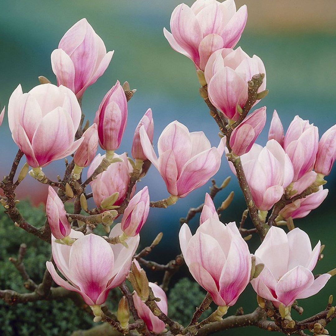 Saucer Magnolia Trees, Fragrant