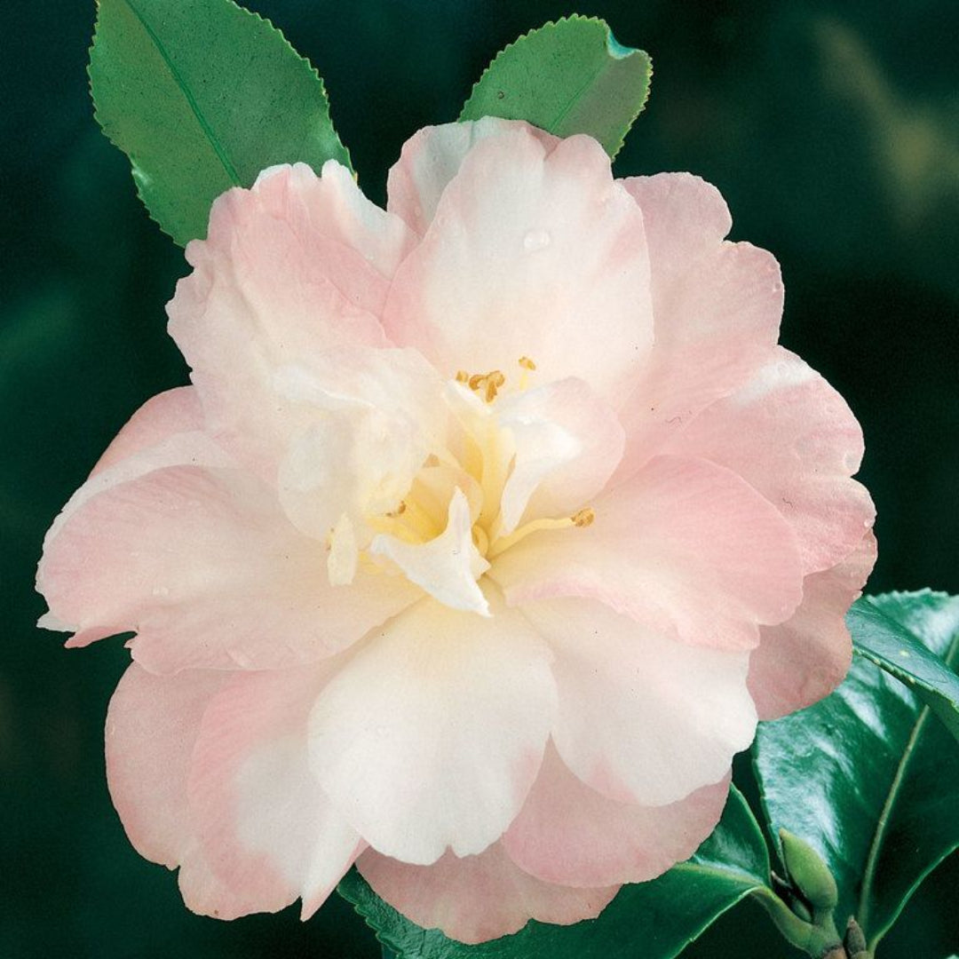 Camellia Star Above Star