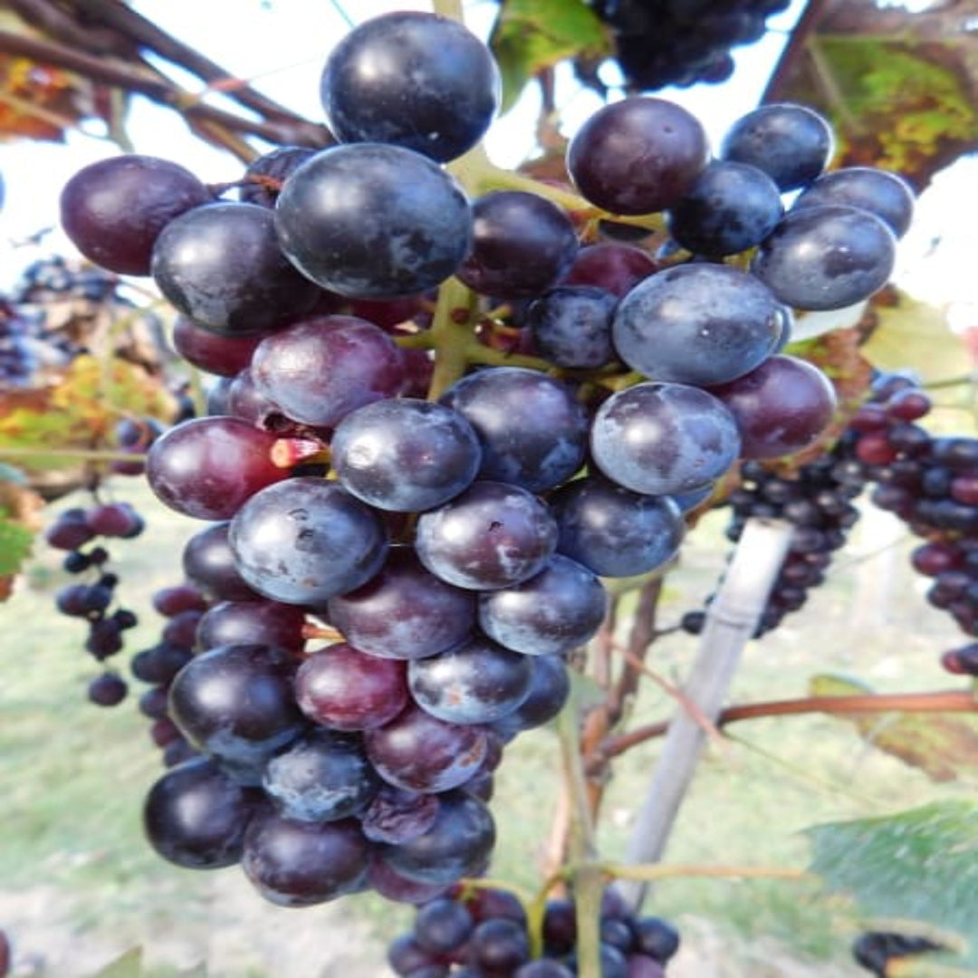 Thomcord Seedless Grapes
