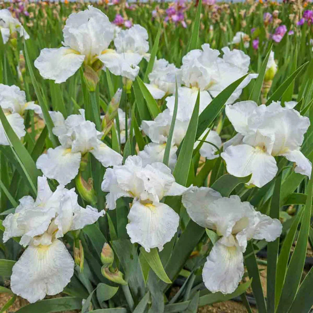 Iris Germanica Immortality