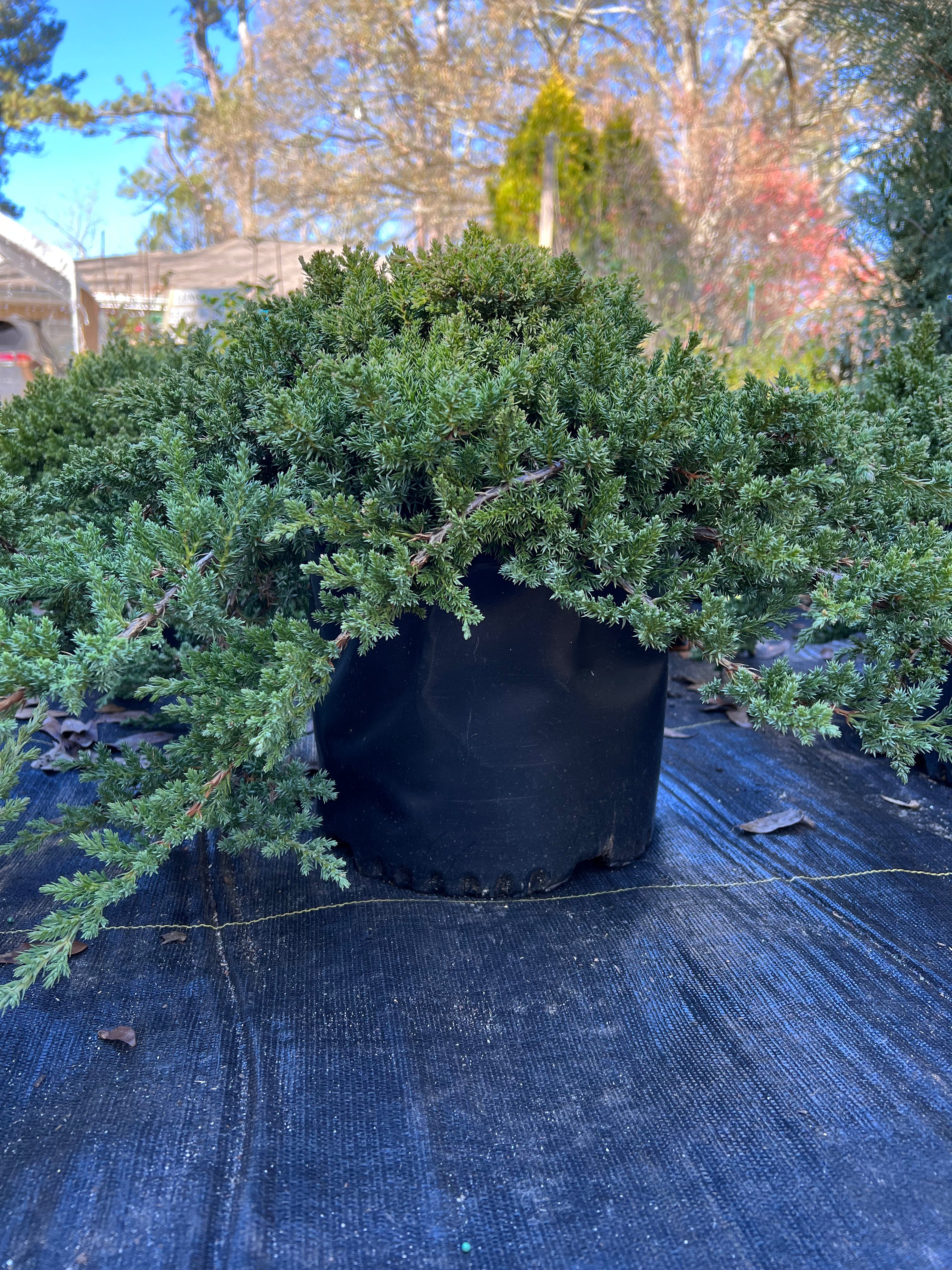 Procumbens Nana Juniper