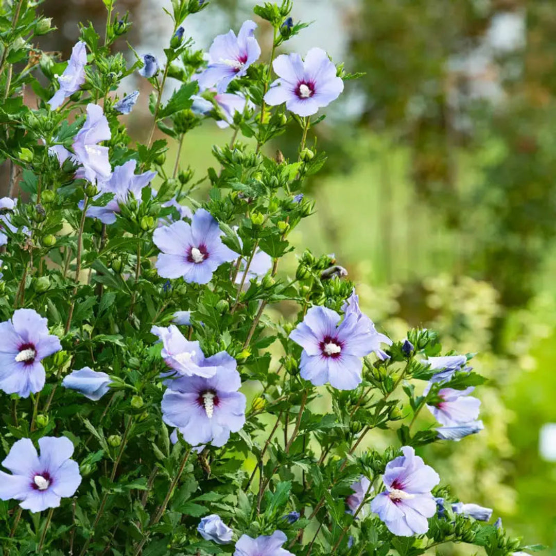 Bluebird Rose of Sharon Hibiscus Shrub