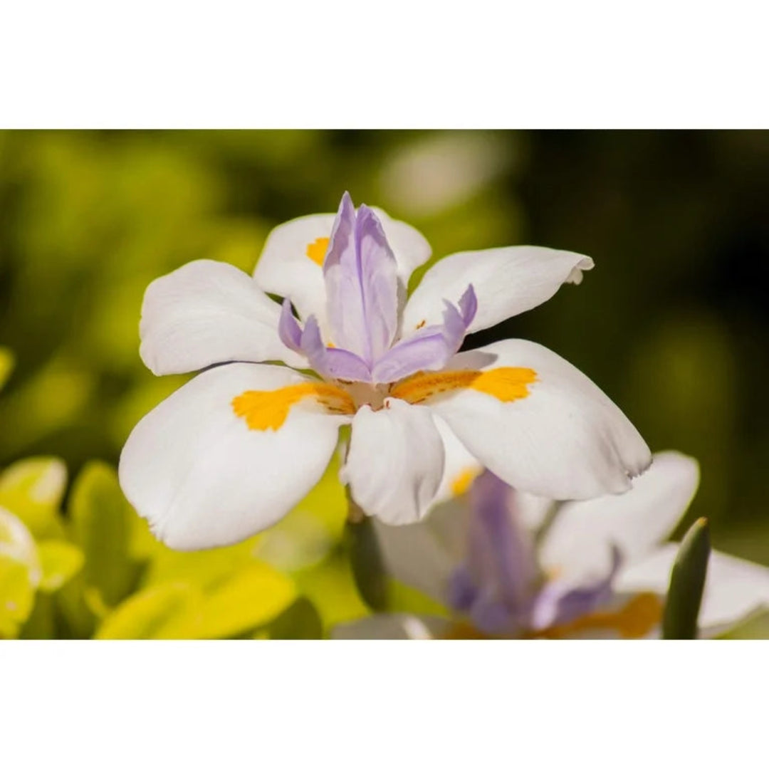 African Iris ( Yellow Flag )