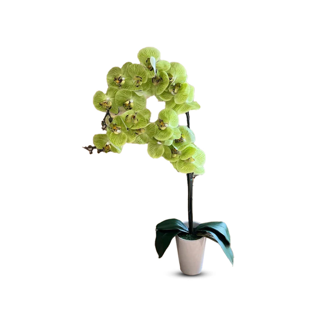 Stunning Orchids - Perfect Gift